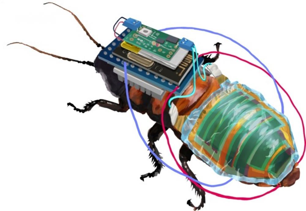 The Weekend Leader - Cyborg cockroaches to soon help inspect hazardous areas near you